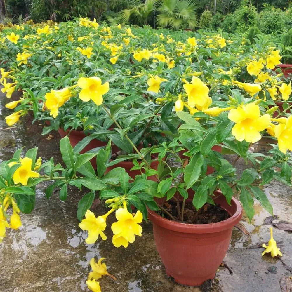 Yellow Allamanda Live Plants - 2 Plug Size, Allamanda cathartica, Bright Yellow Blooms, Climbing or Trailing Vine