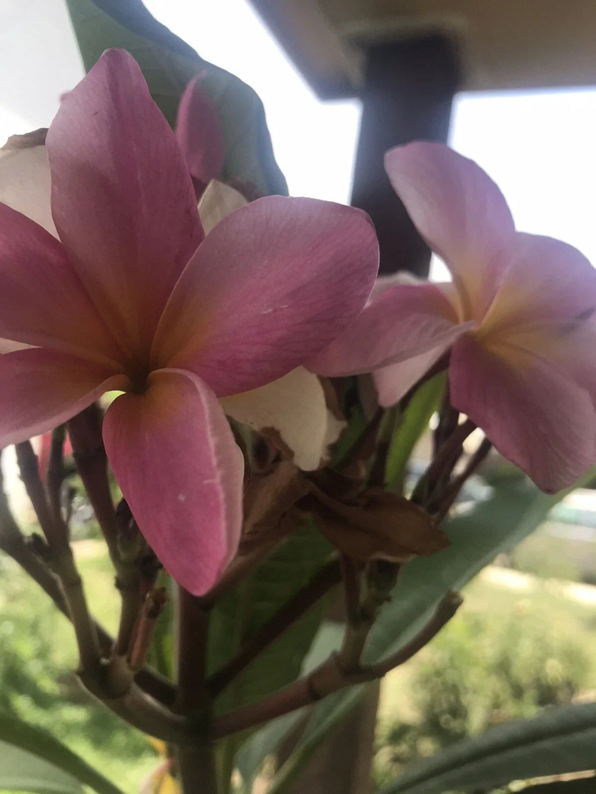 Plumeria Plant Fireblast Multicolor - 2.5 Inch Pot - From Seeds