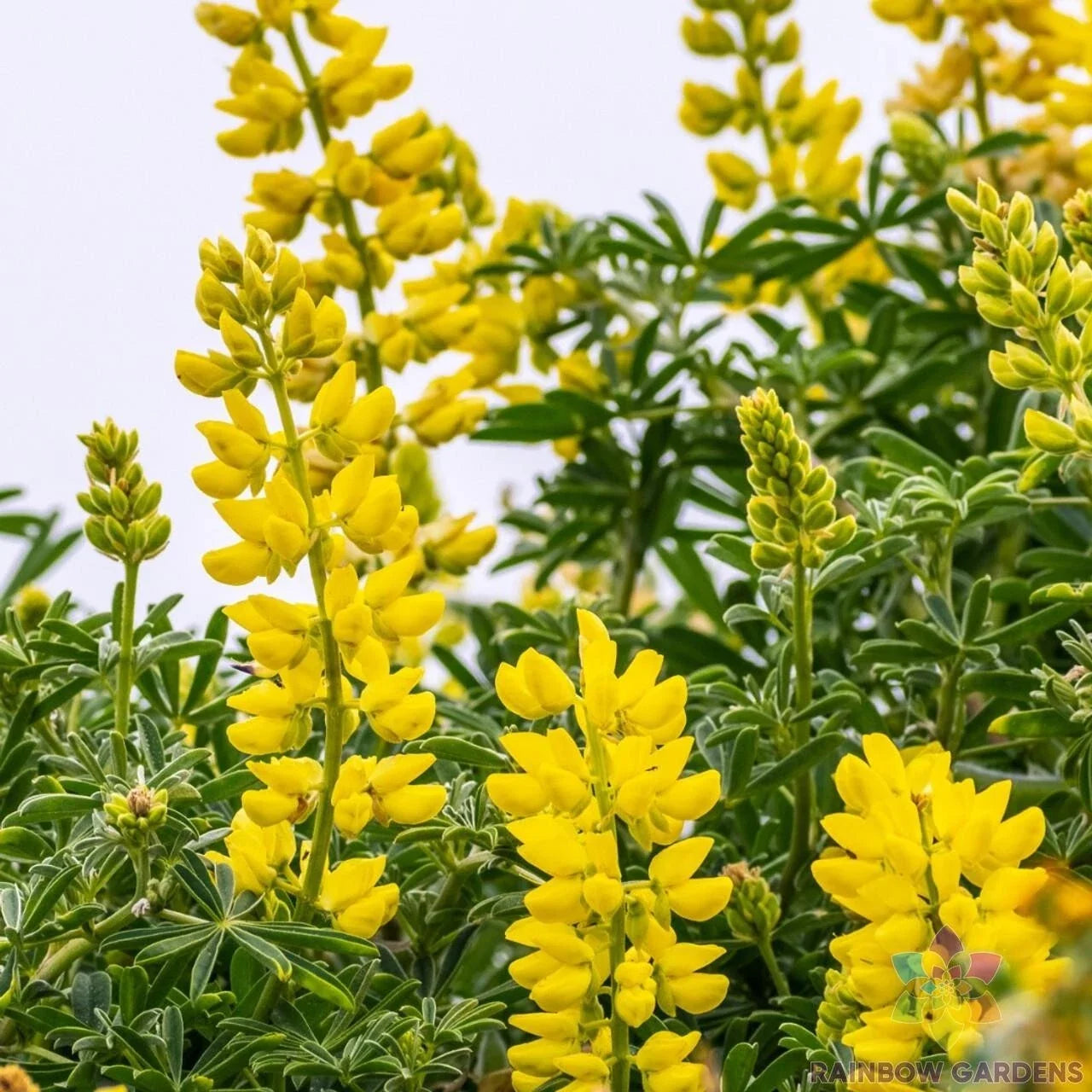 Golden Yellow Annual Lupine Seeds – Lupinus polyphyllus – Bright Colorful Garden Planting Pack of 25+ Seeds
