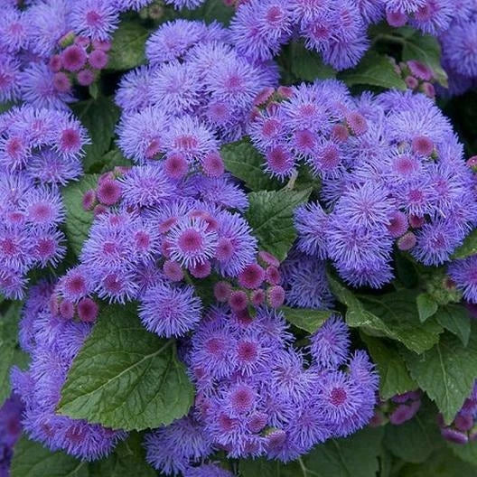Ageratum Seeds - 500 Non-GMO Blue Mink Dwarf Floss Flower for Gardens - Purple Blooms, Butterfly Attractant, Annual Plant