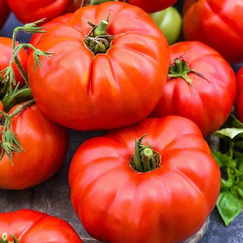 Jersey Tomato Seeds - 120+ Organic Non-GMO Heirloom Beefsteak Seeds for Home Gardening