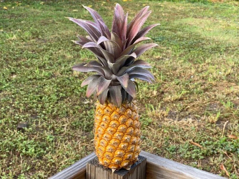 Antigua Black Pineapple Seeds - 15+ Ananas comosus Exotic Fruit Plant for Garden or Container Growing
