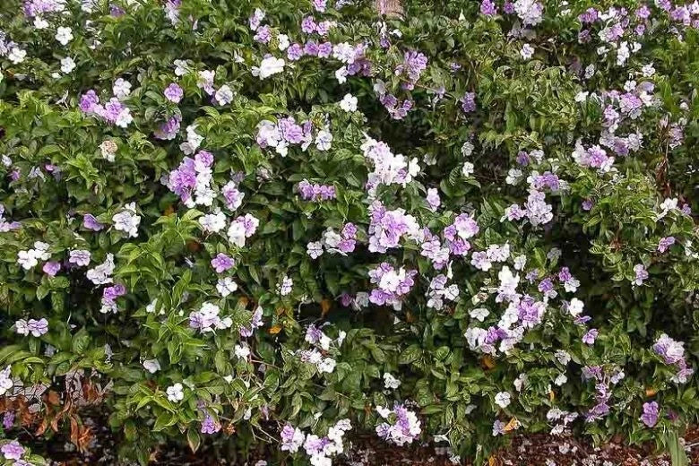Brunfelsia grandiflora Cutting – Chiric Sanango Tropical Flowering Plant – Fragrant Shrub for Garden & Indoor Growth