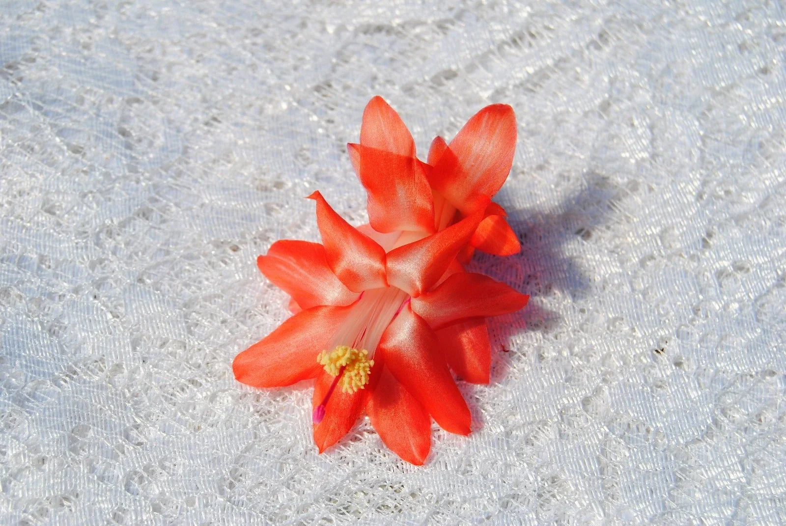 Christmas Cactus Starter Plant - Blushing Belle - Well-Rooted Schlumbergera Truncata Indoor Plant