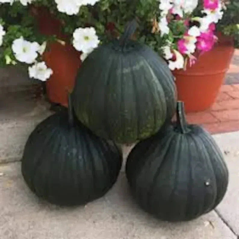 Dark Night Pumpkin Seeds - 10 Organic Seeds - Cucurbita pepo - USA Grown