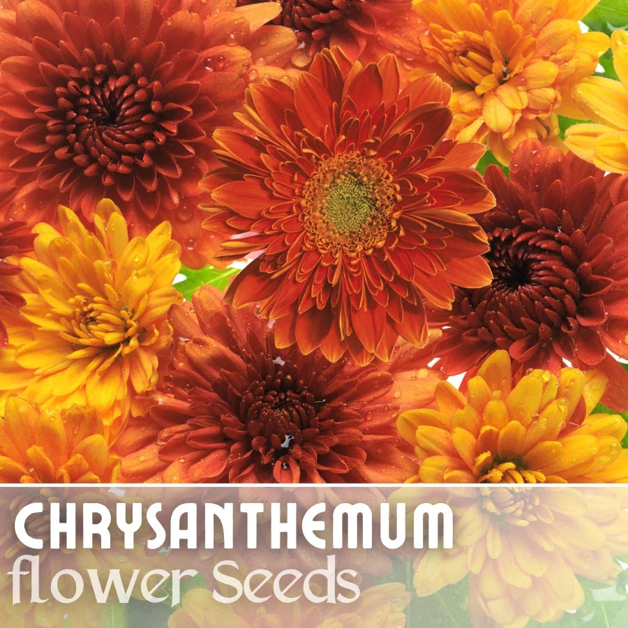 Chrysanthemum Seeds - Golden Bouquet Mix - Flower Seeds for Garden, Borders & Containers - Mum (Chrysanthemum morifolium)