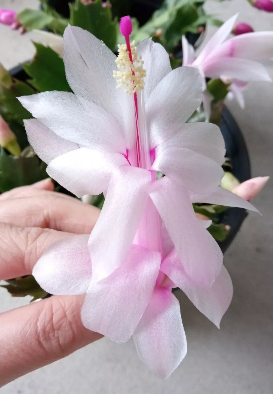 Thanksgiving Holiday Cactus 5 Pack Pink Schlumbergera truncata Ready to Plant, Indoor Outdoor Succulent Cuttings