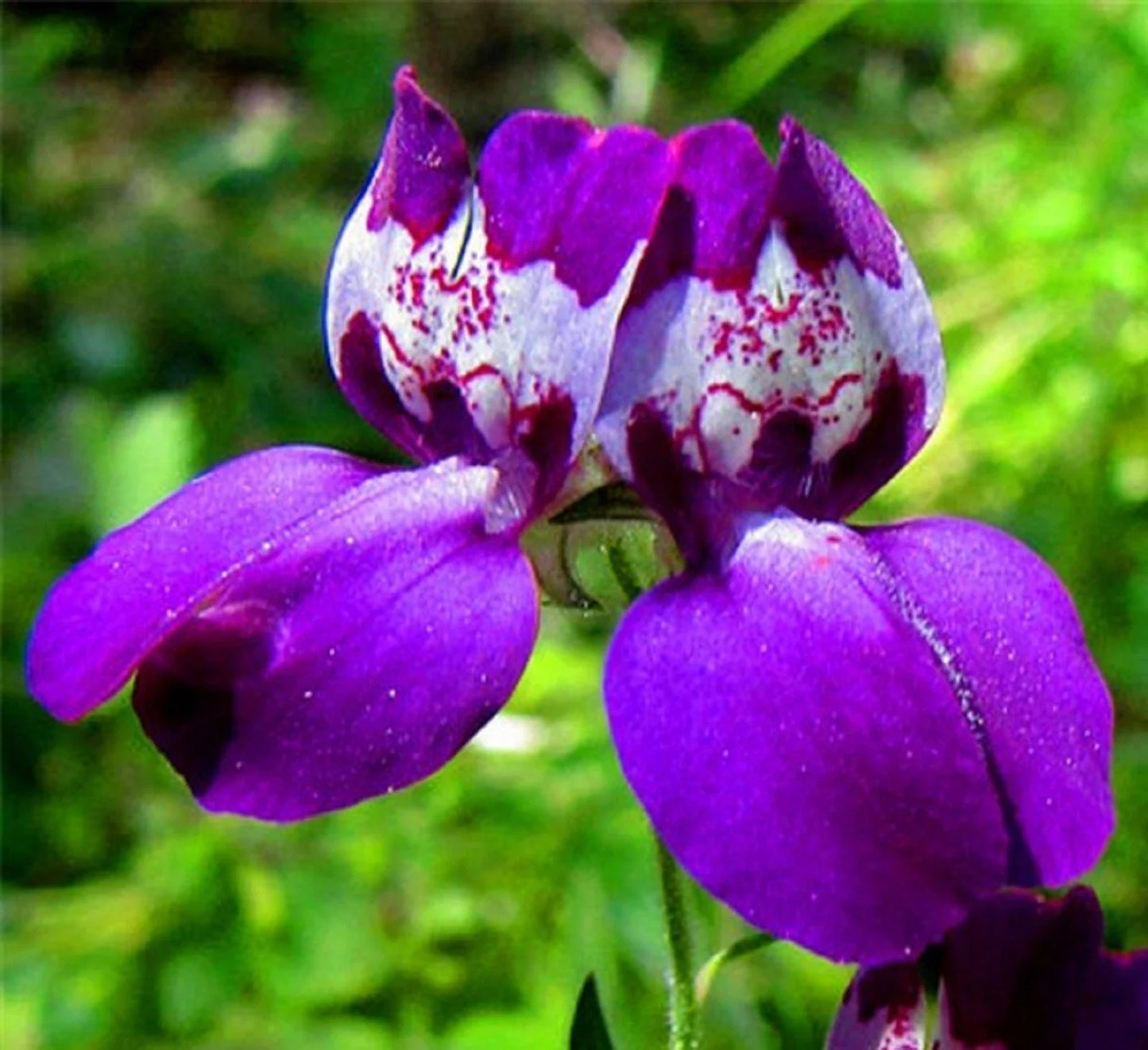 Chinese Houses Seeds 200 Non-GMO Collinsia heterophylla Annual Flowers for Pollinators