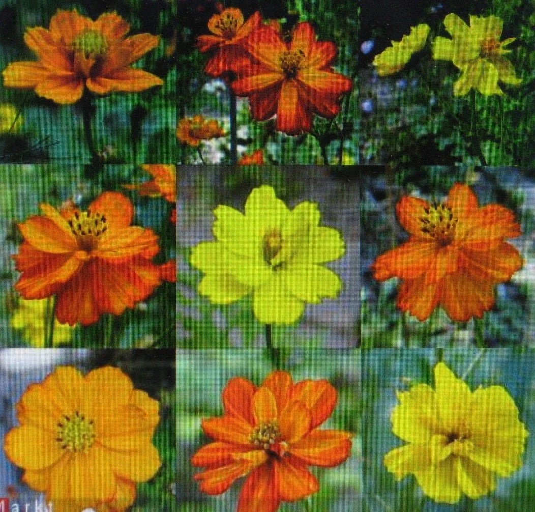 Cosmos Seeds - Ladybird Mixture - Semi-Double Flowers - Annual Flowering Plant - Cosmos bipinnatus