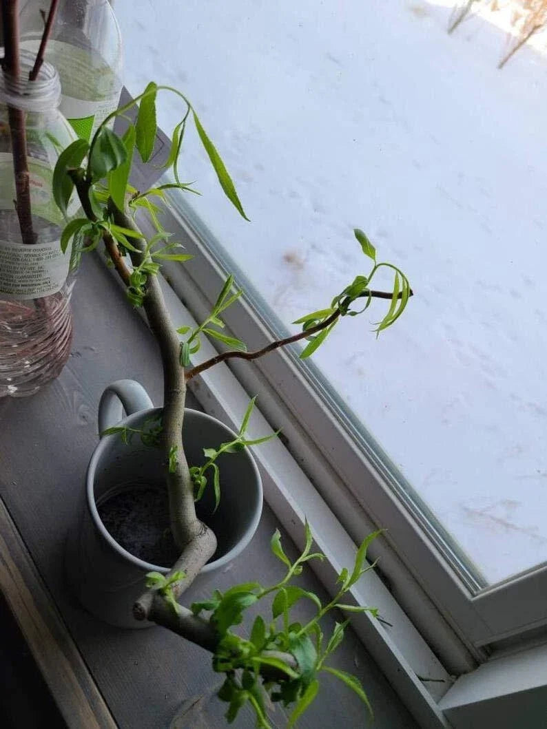 Willow Cuttings - 6 Indoor Salix spp. Pet-Friendly Foliage for Indoor Gardening