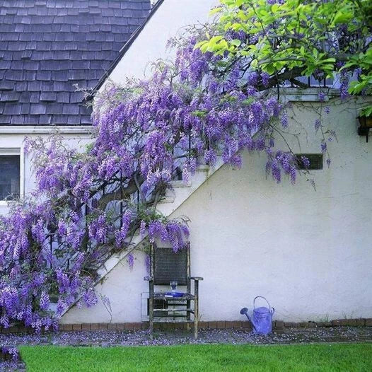Japanese Wisteria Seeds - 10 Pack Purple Ornamental Climber Vine Wisteria floribunda
