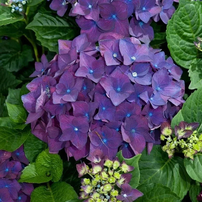 Heirloom Purple Hydrangea Cuttings - 6 Live 6" Hydrangea macrophylla Bushes for Garden, Landscape, and Cut Flowers