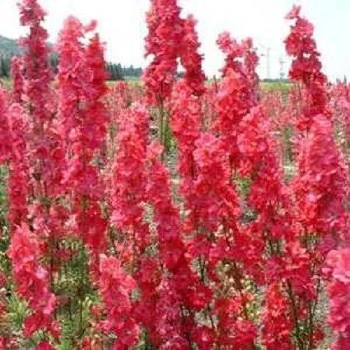 Red Delphinium Seeds - 50 Perennial Garden Flower Seeds for Borders & Cut Flowers - Delphinium elatum