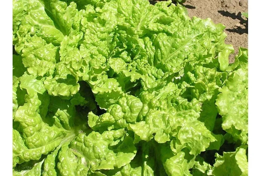 Black Seeded Simpson Lettuce Seeds – Organic Heirloom, Loose-Leaf, Lactuca sativa, Packaged Seed for Home Gardening
