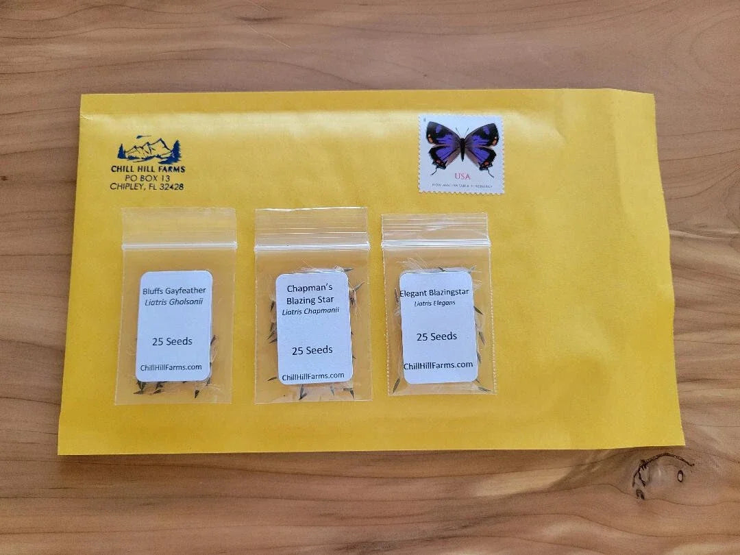 Liatris Seed Kit with 3 Varieties | Bluffs, Chapman, Elegant Blazingstar | Pollinator-Friendly Perennial Seeds for Gardens