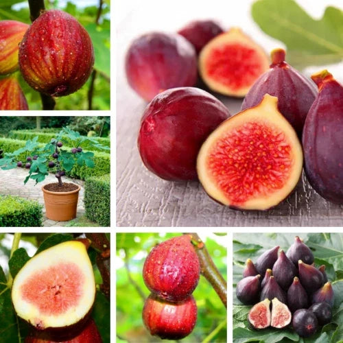 Fig Tree Seeds – 40+ Ficus carica Seeds for Growing Sweet Fruit, Home Garden & Container Planting, USA Seller