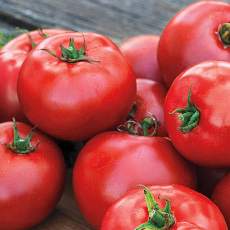Ace 55 Tomato Seeds Pack of 50 – Heirloom Solanum lycopersicum for Home Gardening, Container Growing, Juicy Medium Tomatoes