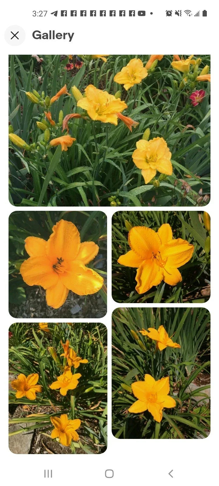 Stella De Oro Daylily Bare Root Plants 5-Pack, Yellow Perennial, Reblooming, Drought Tolerant, Hemerocallis