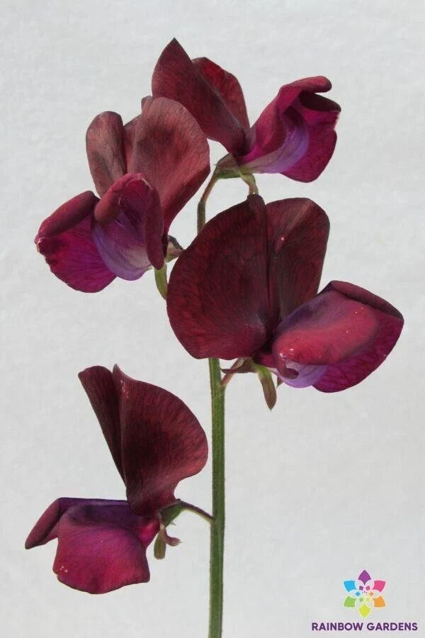 Black Knight Sweet Pea Seeds - 50 Heirloom Lathyrus odoratus Fragrant Climbing Vines for Garden, Cut Flowers, Pollinator Attractant