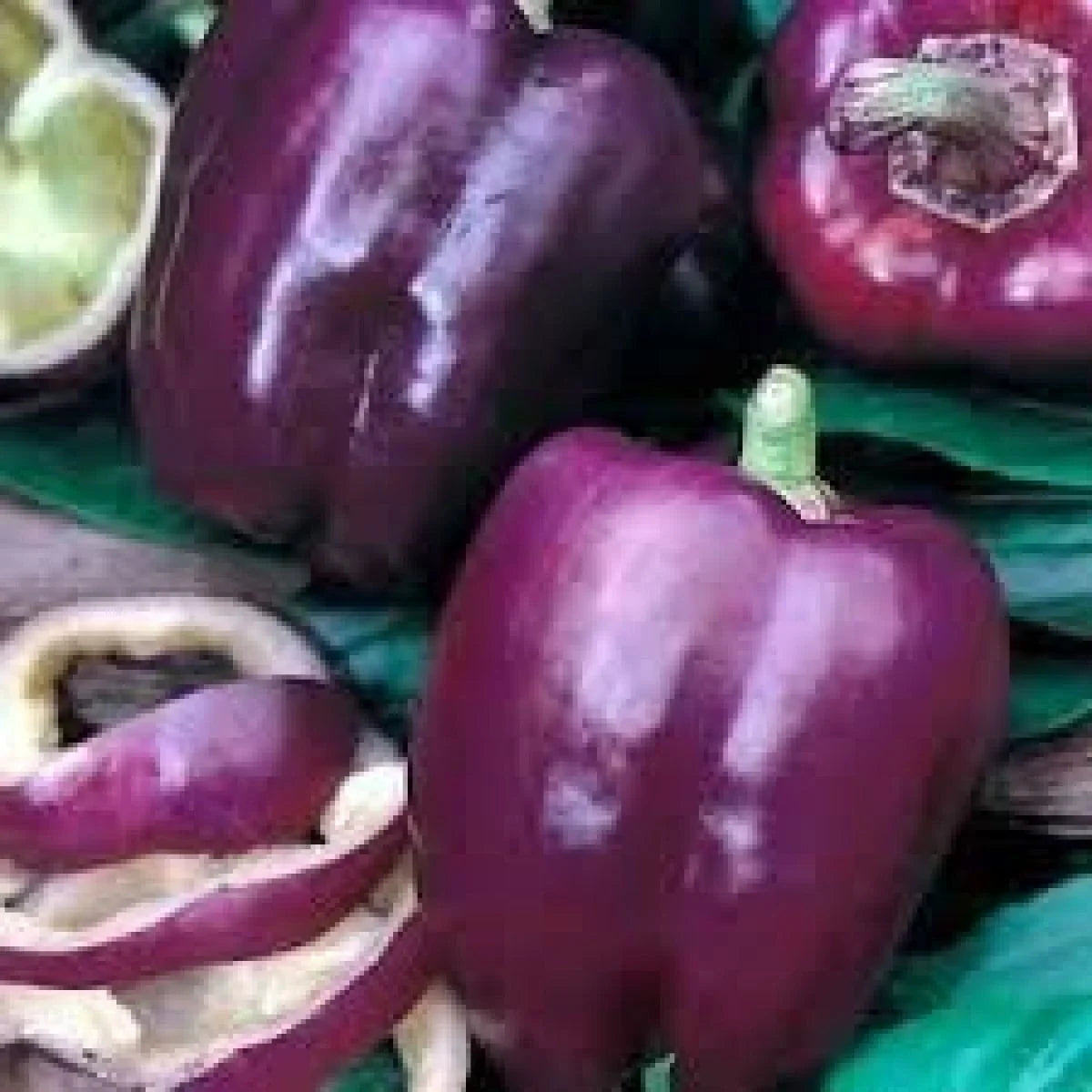 Purple Beauty Bell Pepper Seeds – Sweet, Non-GMO, Heirloom, Capsicum annuum, Compact Plants
