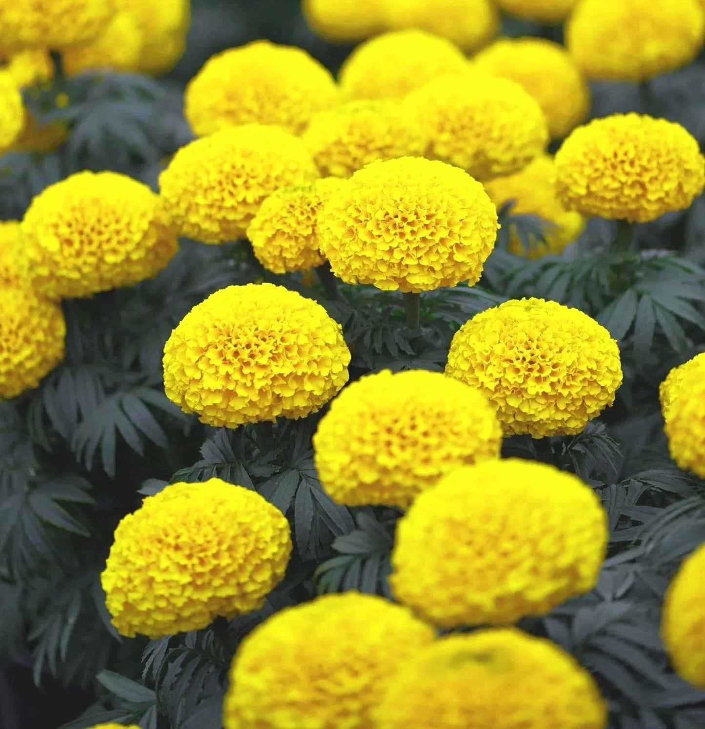 African Marigold Seeds - Mary Helen Yellow Variety, Tagetes erecta, Bright Yellow Blooms, Garden, Container Planting