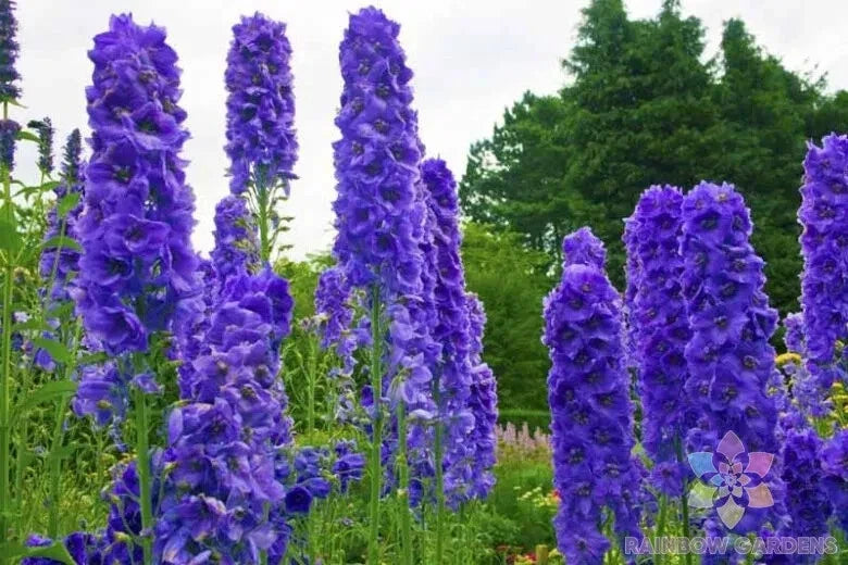 Delphinium Seeds 200 Count - Faust Variety - Blue, Purple, White Flowers - Perennial Garden Seeds - Delphinium elatum