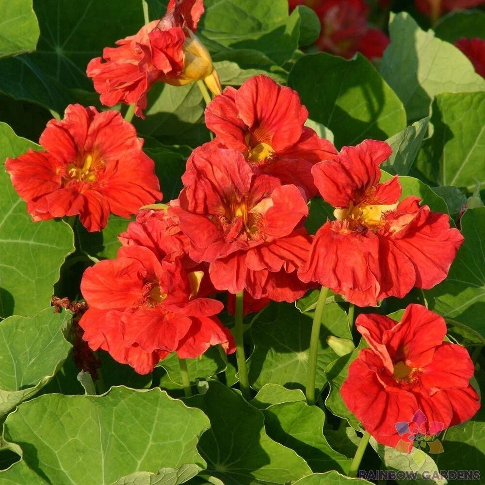 Cherrelle Nasturtium Seeds - 50+ Pack, Tropaeolum majus, Vibrant Flowers, Pollinator Attracting, Garden Planting