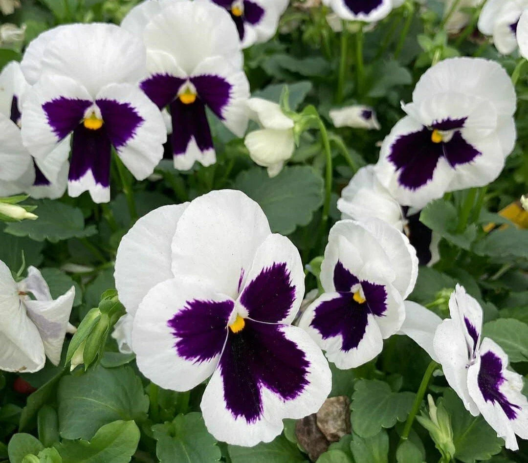 Pansy Flower Seeds - 50 Pack - Silverbride Viola tricolor - Garden, Container, Border Plants