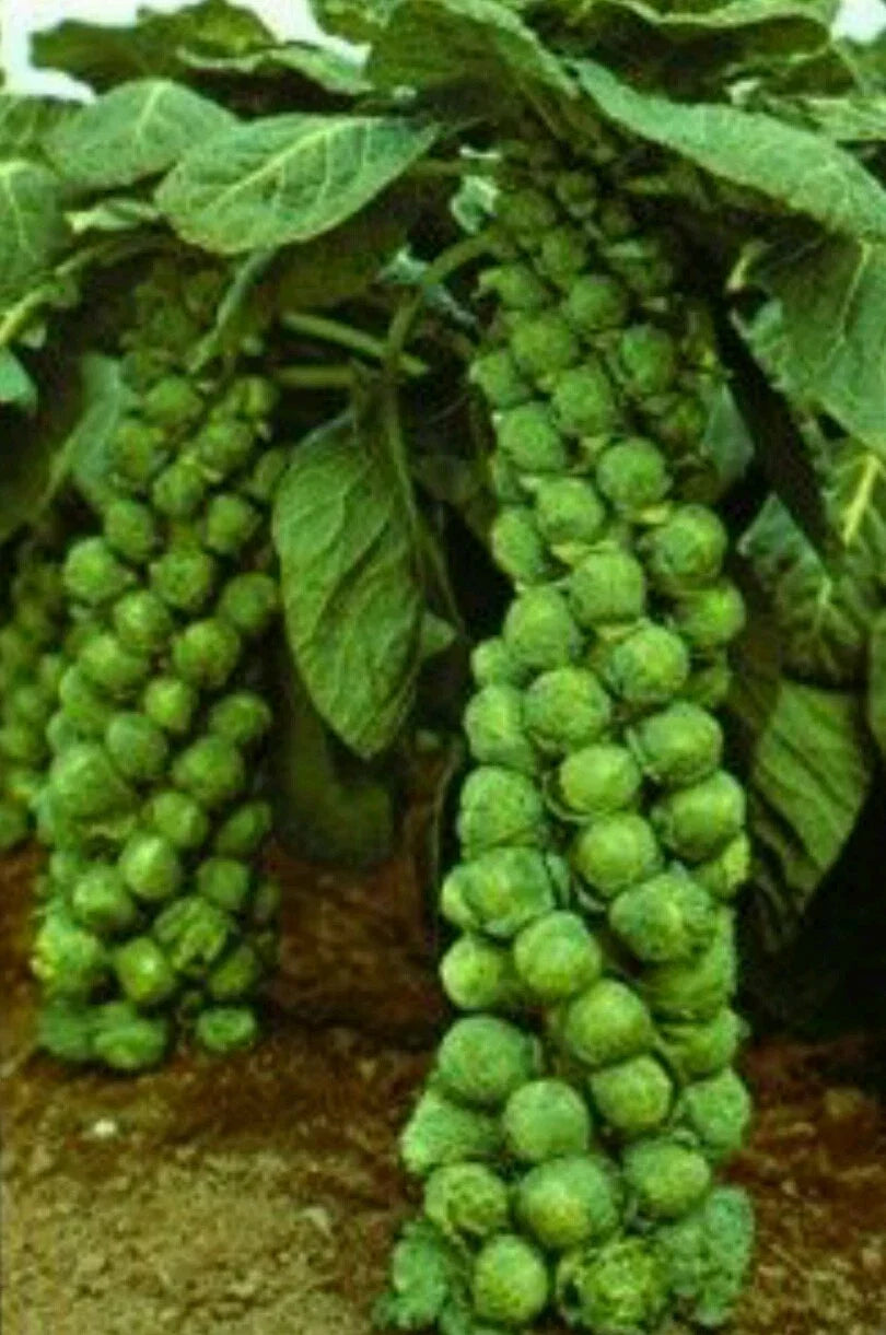 Long Island Brussels Sprout Seeds - 1000 Non-GMO Open Pollinated Vegetable Seeds Brassica oleracea