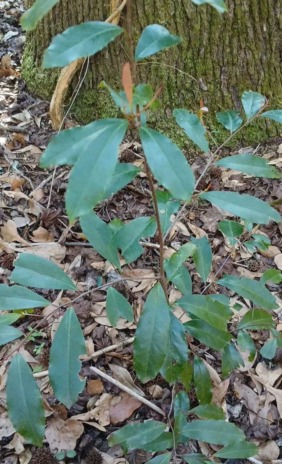 Live Carolina Cherry Laurel Plant | Prunus caroliniana Evergreen Shrub for Hedges & Privacy Screens | Wild-Dug Hardy Zones 7-10