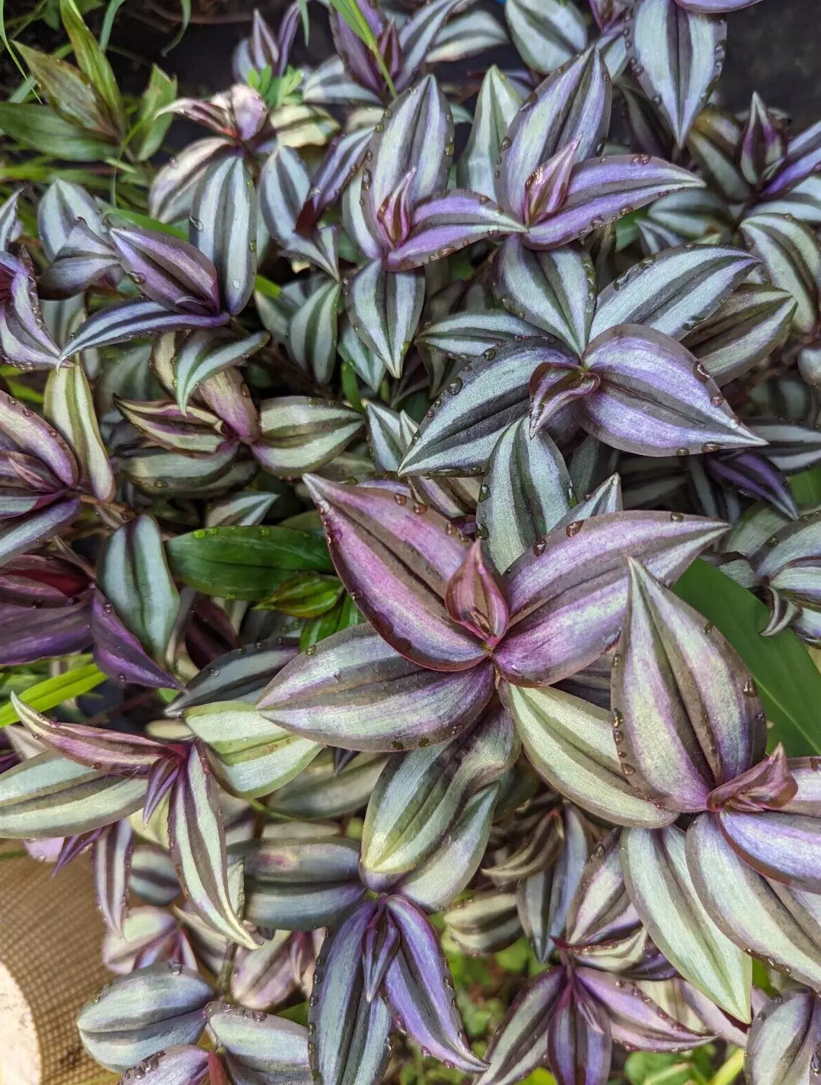 Tradescantia Zebrina Cuttings - Propagation Plant with Purple Green Foliage - Wandering Jew Houseplant, Easy Care, 10 Pack
