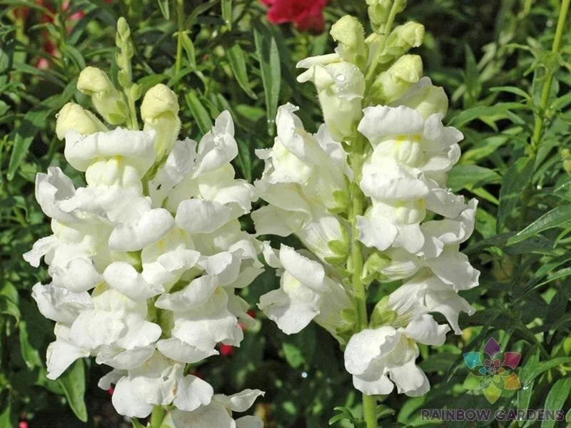 Rocket White Snapdragon Seeds - Antirrhinum majus, Garden Planting, White Flowers, Annual, 1000+ Seeds, USA Grown
