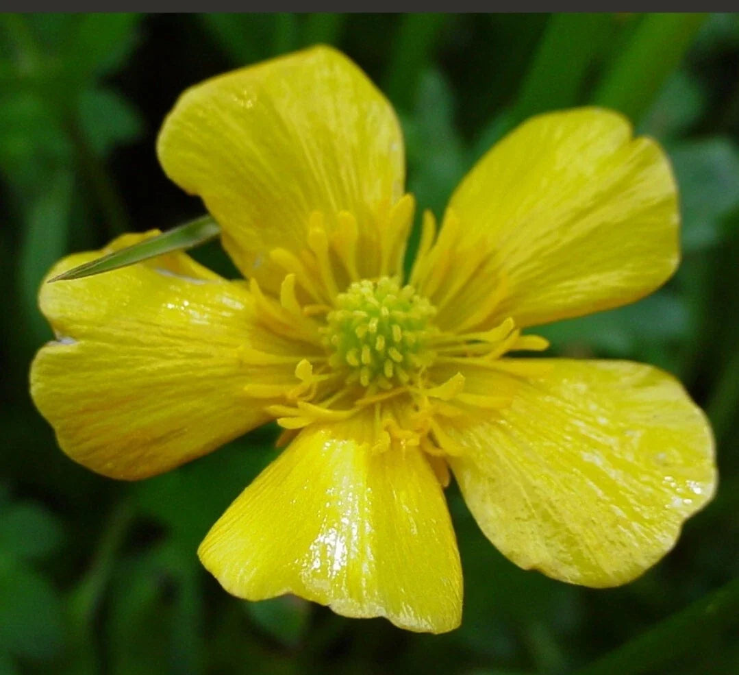 Organic Bulbous Buttercup Seeds - Bright Yellow Flowers, Ranunculus bulbosus, 100+ Seeds for Gardens, Borders & Containers