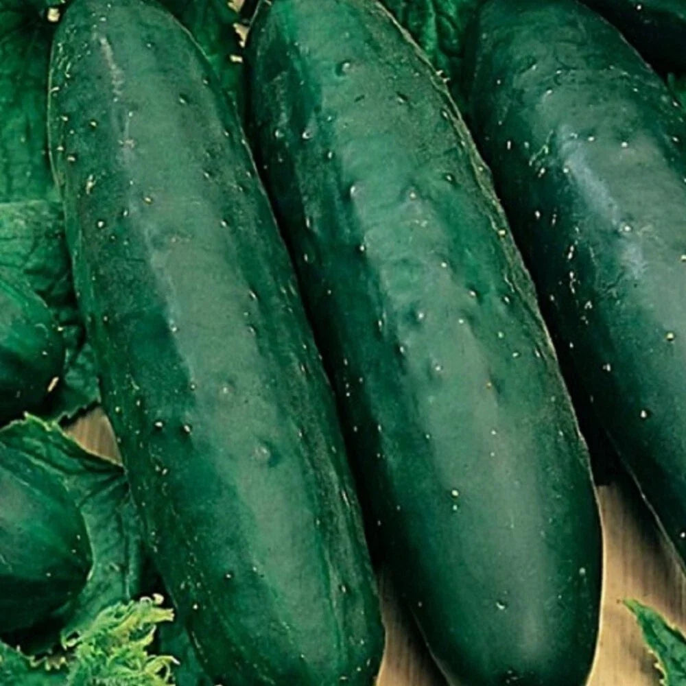 Marketmore 76 Cucumber Seeds – Non-GMO Heirloom Vegetable Seeds for Home Garden, Cucumis sativus, Crisp & High Yield