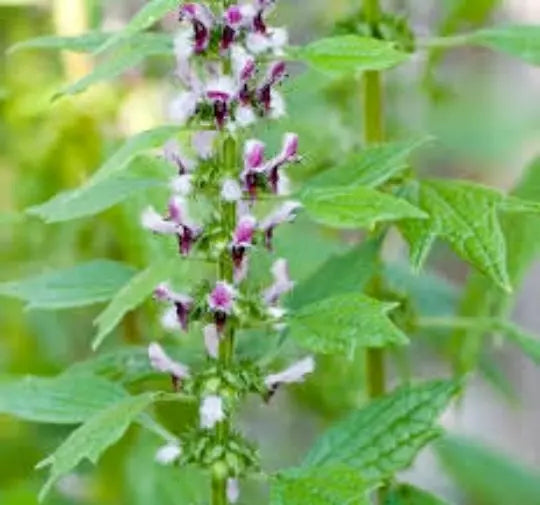 Motherwort Seeds 100 Count - Leonurus Cardiaca Medicinal Herb for Herbal Remedies