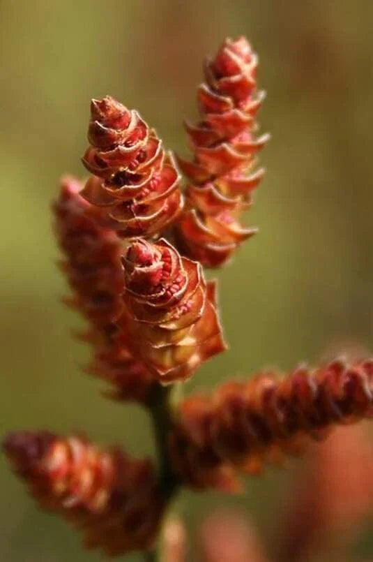 Bog Myrtle Shrub Seeds (15 Seeds) - Myrica Gale Aromatic Native Plant for Wetlands & Wildlife