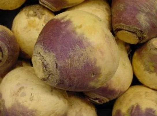 Fresh Rutabaga Seeds - American Purple Top Variety - 100 Count - Brassica napus - Easy to Grow Vegetable Seeds