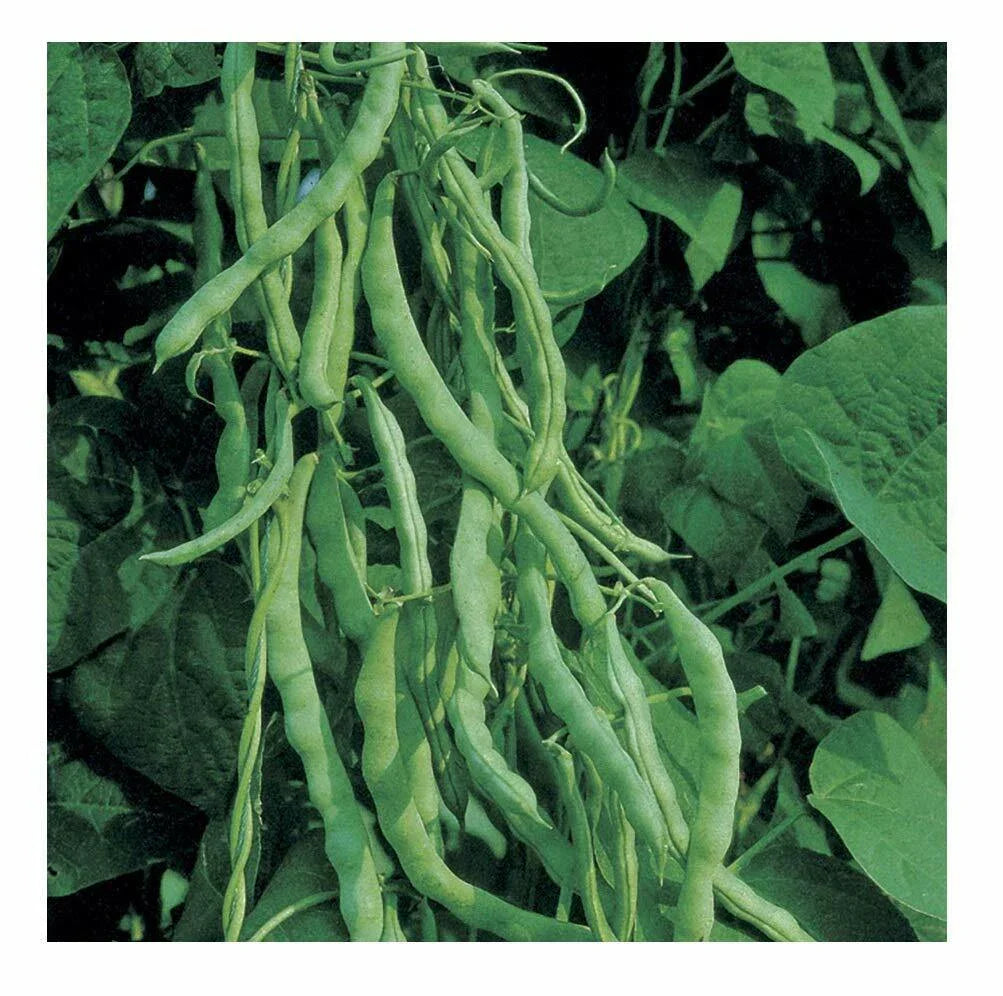 Kentucky Wonder 125 Bush Green Bean Seeds - Non-GMO Heirloom Organic