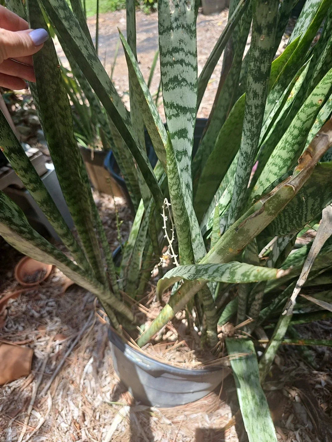Sansevieria Zeylanica Cutting 16-18" | Mother-in-Law's Tongue Indoor Succulent Plant
