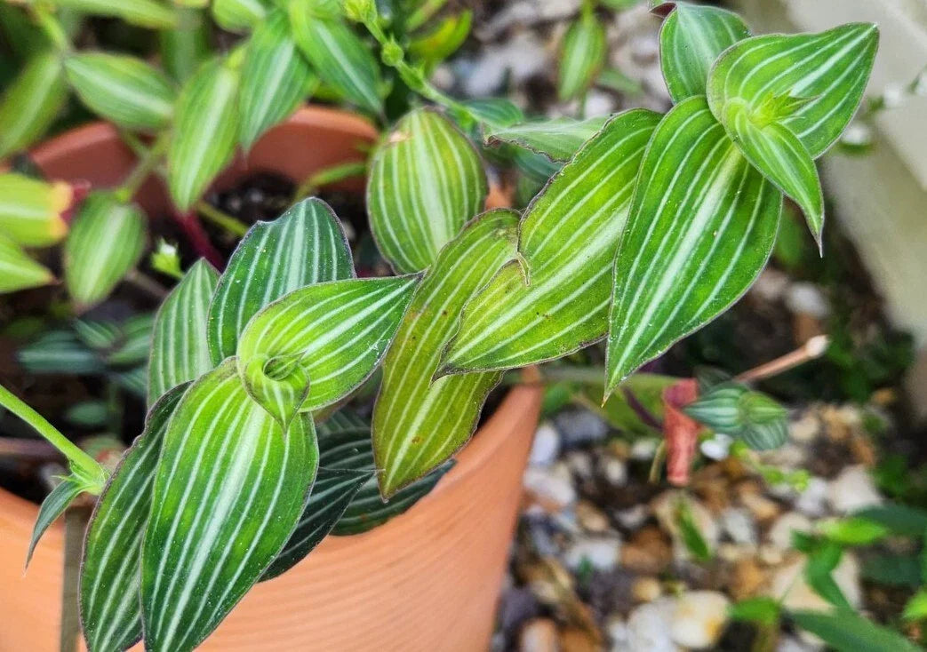 Wandering Jewel Plant - Callisia Gentlei var. Elegans - Striped Inch Plant - Indoor Low Light Houseplant