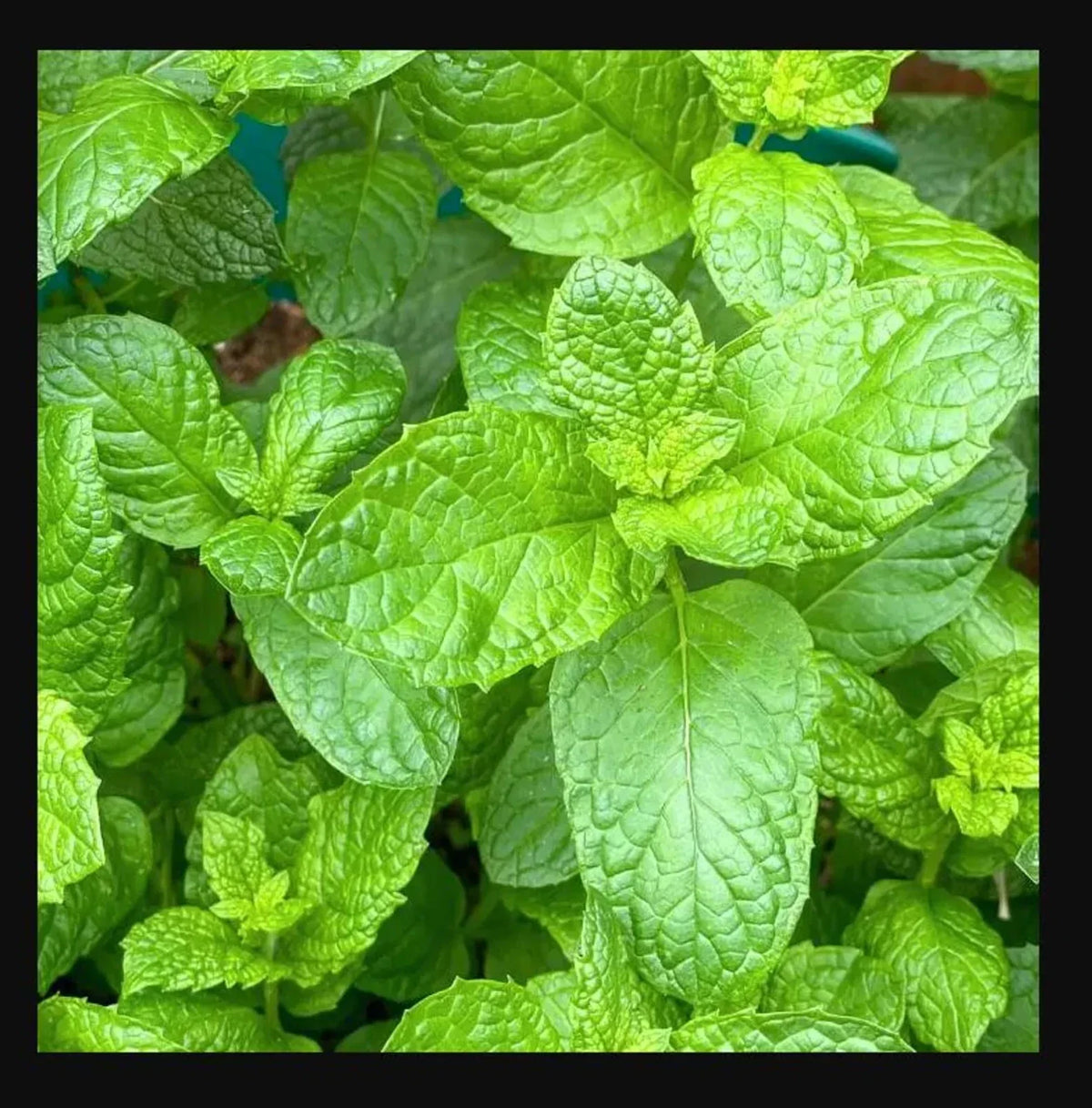 Sweet Mint Live Plants - Mentha spicata for Fresh Mojitos and Herb Gardens