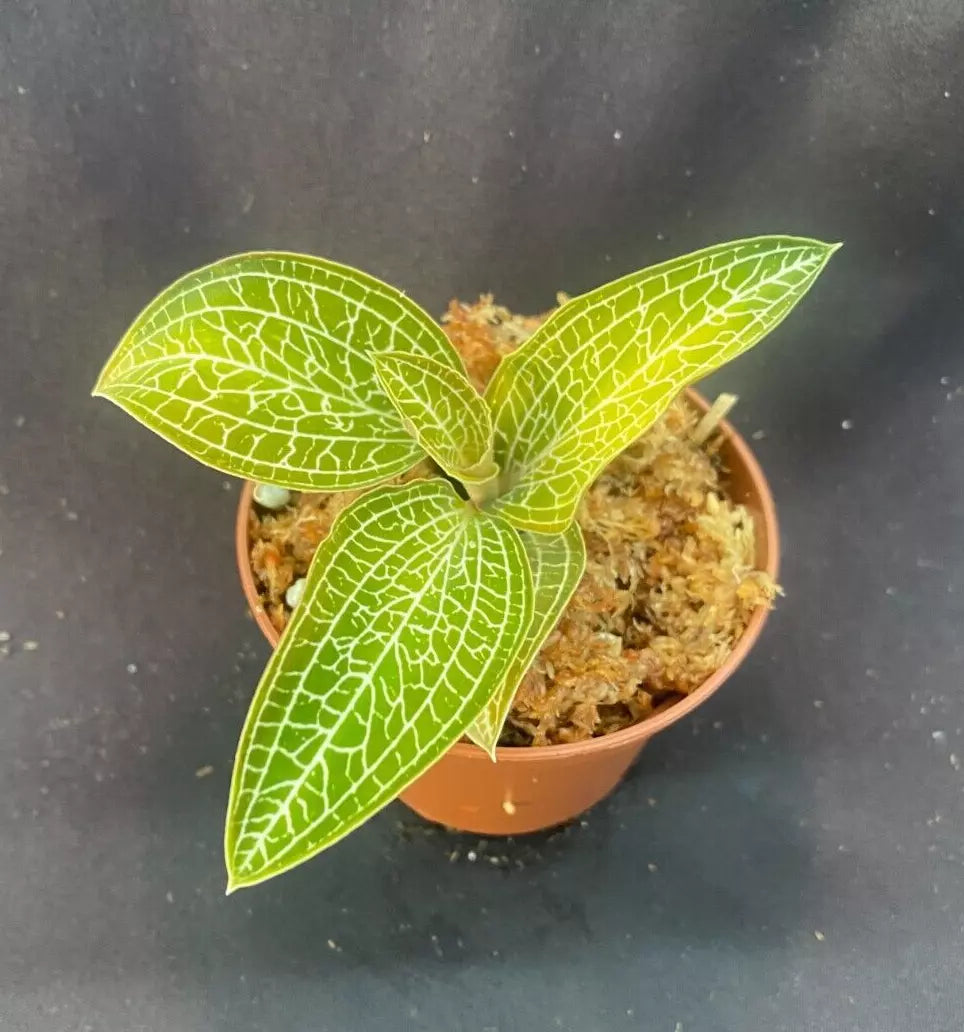 Golden Jewel Orchid Plant 2.5" Pot Ludochilus Poly Indoor Low Light Easy Care