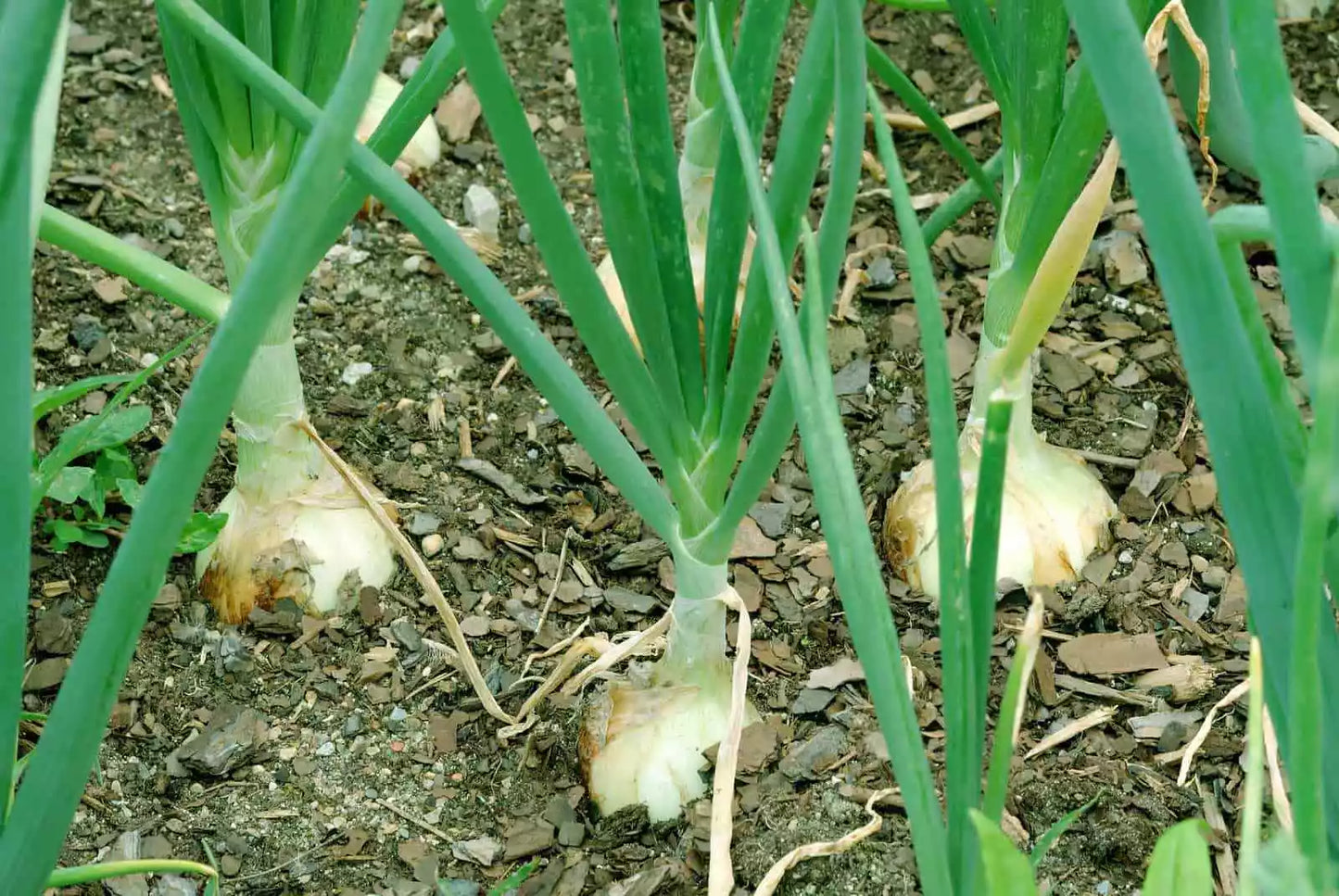 Walla Walla Sweet Onion Seeds - NON-GMO, Overwintering Allium cepa, Bulbous, Full Sun, Free Shipping