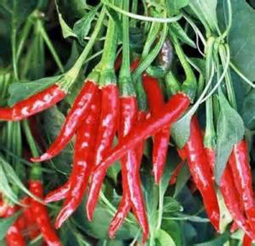 Hot Pepper Seed Mix - Heirloom Garden Collection - 7 Varieties - Capsicum Annuum & More - Organic, Non-GMO, Culinary Spice Seeds