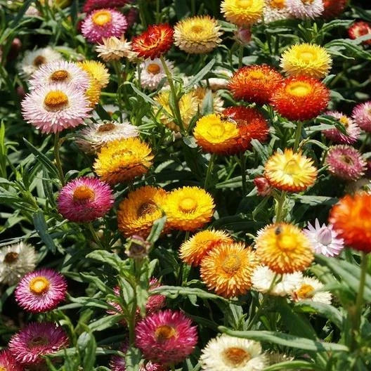 Dried Strawflower Seeds - Dwarf Mixed Colors - Helichrysum bracteatum - Non-GMO, 500 Seeds for Cut Flowers & Dried Bouquets