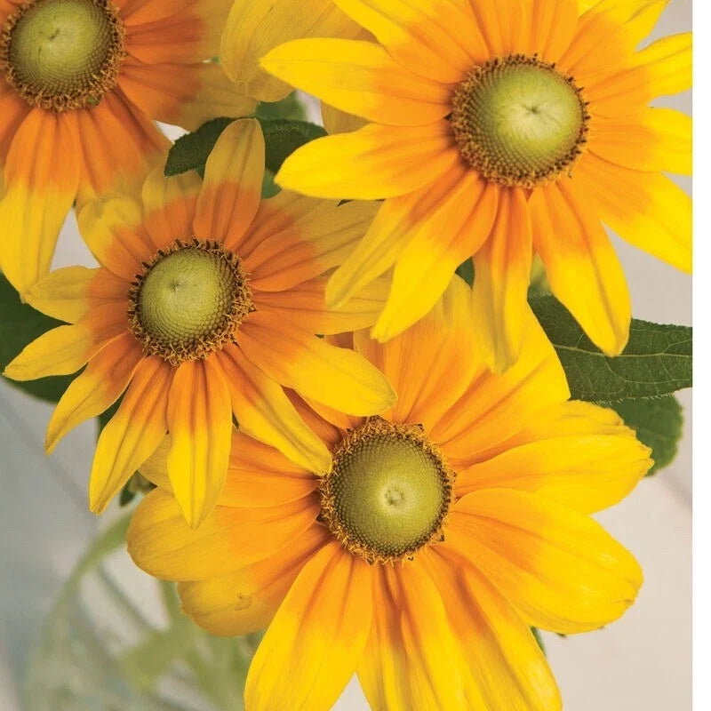 Irish Eyes Rudbeckia Seeds - 30 Fresh Seeds for 2025 - Green Eye Susan - Rudbeckia hirta Flower Seeds