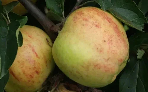 Gravenstein Apple Seeds - 25+ Pack, Heirloom Variety for Garden Planting, Malus domestica, Non-GMO, USA
