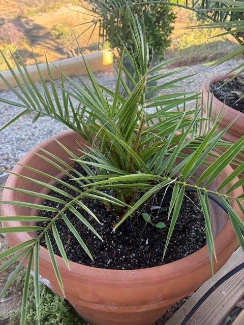 Pineapple Palm Tree Seeds - Canary Date Palm - Phoenix Canariensis - Indoor/Outdoor Landscape Plant