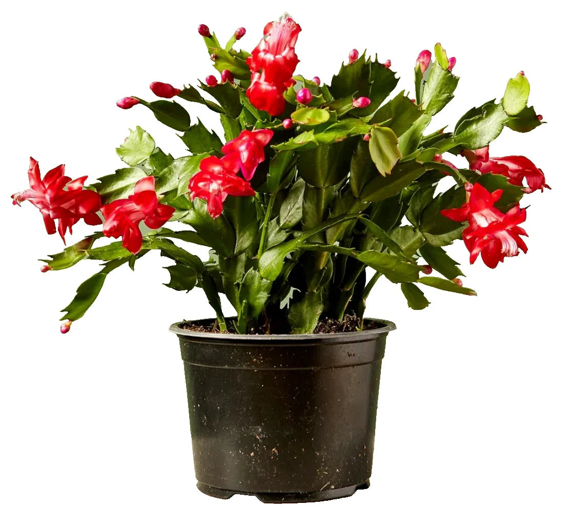 Christmas Cactus Live Plant 4-Inch Pot Red Zygocactus Succulent Indoor Houseplant