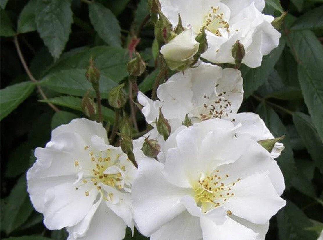 Rambler Rose Cuttings 15 Unrooted Propagation Rosa Multiflora Climbing Rose for Garden Fences & Trellises